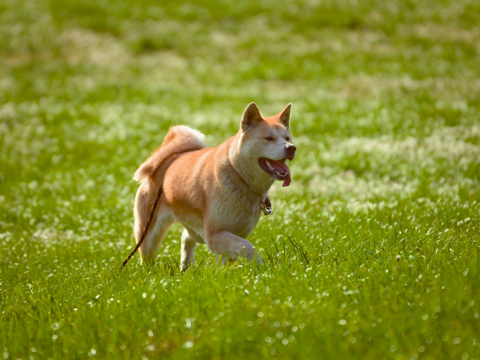 Dog Training in Gilroy: Better Habits for Real Everyday Life